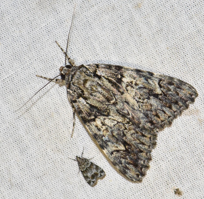 Catocala promissa - kis tölgyfa-övesbagoly