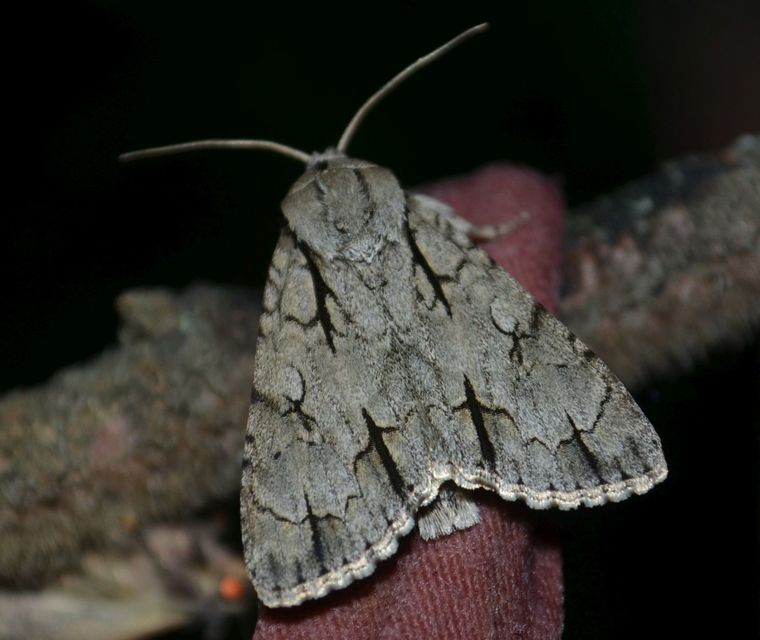 Acronicta psi - pszi-betűs szigonyosbagoly