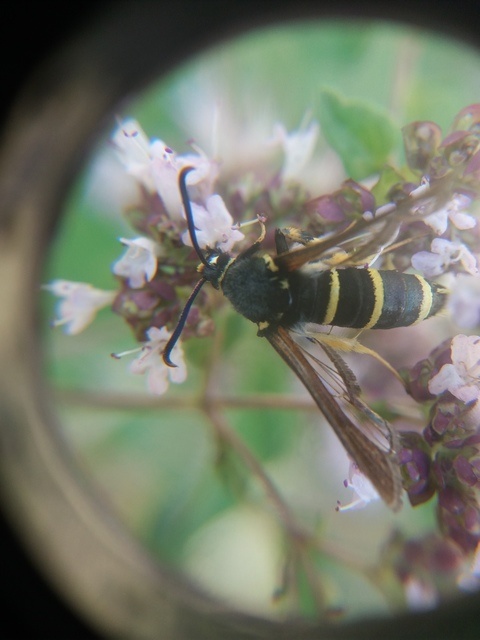 Paranthrene tabaniformis - bögölyszitkár