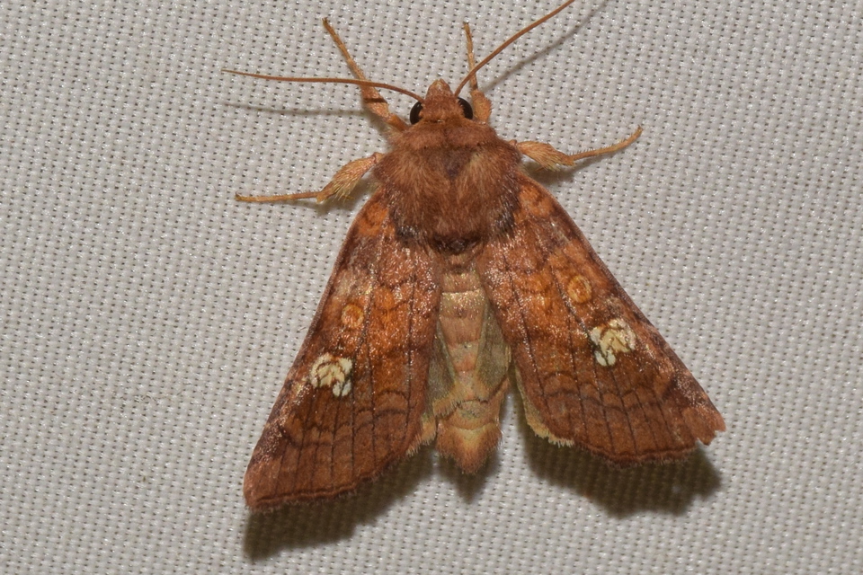 Amphipoea oculea - nagyfoltú lápibagoly