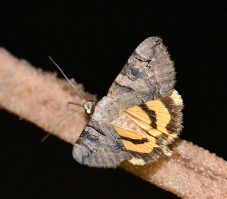 Catocala hymenaea - kökény-övesbagoly