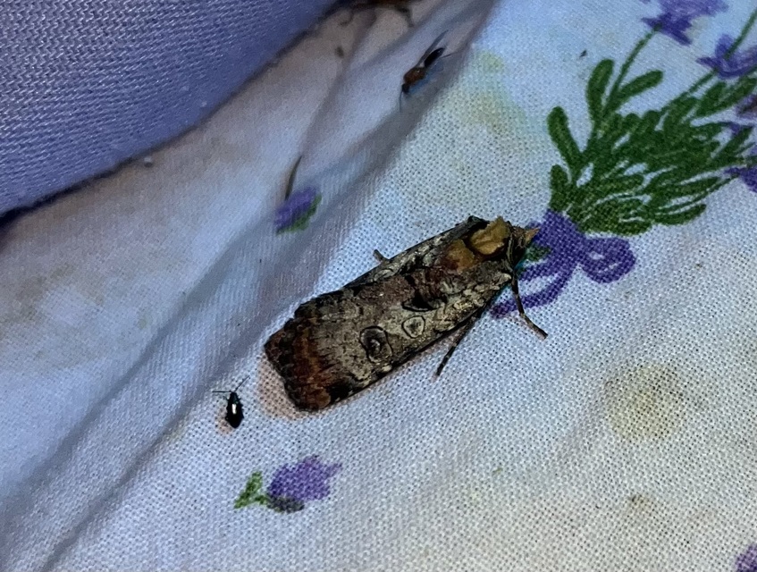 Epilecta linogrisea - karcsú sárgafűbagoly
