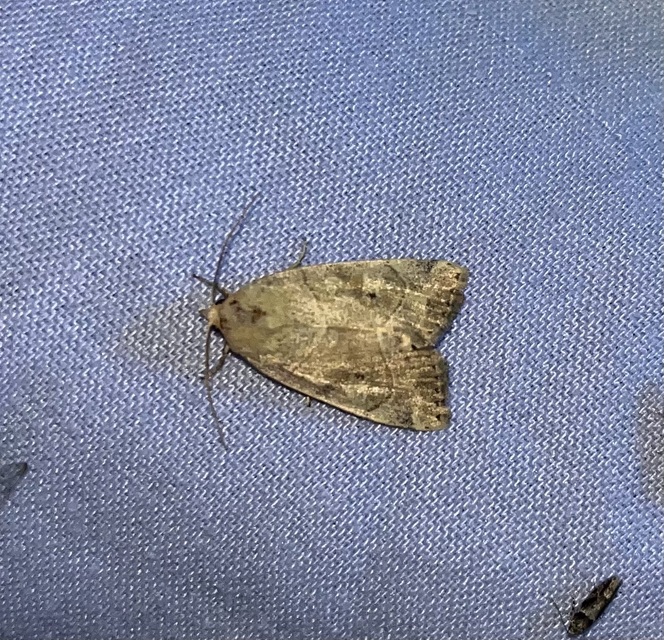 Cosmia trapezina - közönséges lombbagoly