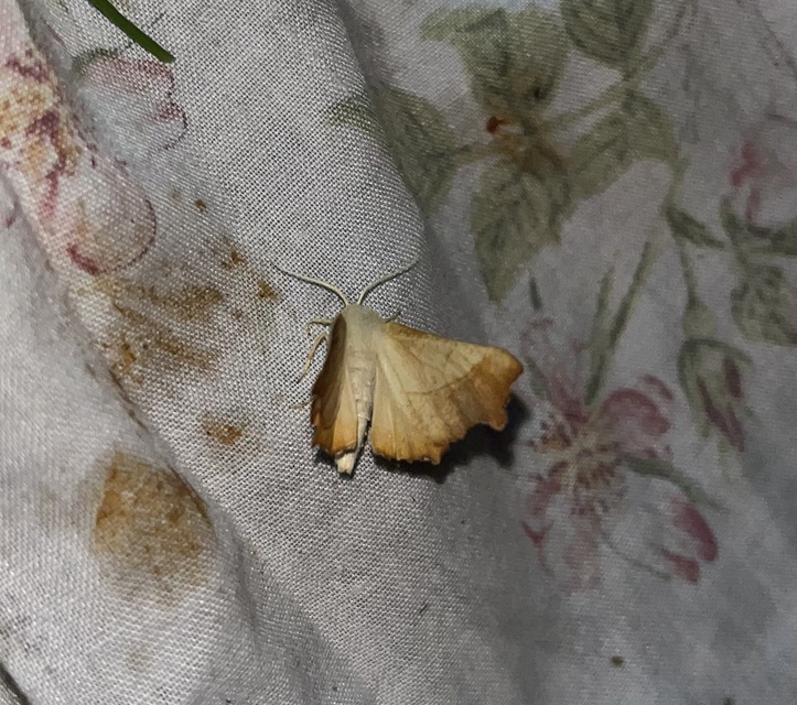 Ennomos fuscantaria - kőris-levélaraszoló