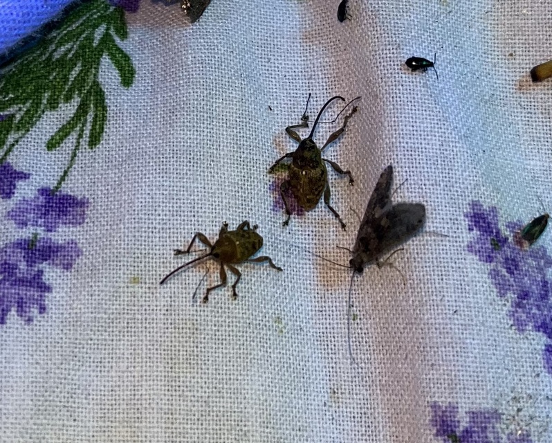 Curculio glandium - tölgymakkzsuzsóka