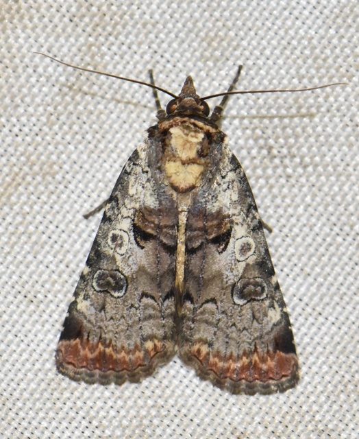 Epilecta linogrisea - karcsú sárgafűbagoly