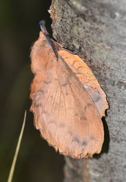 Gastropacha quercifolia - tölgylevélpohók