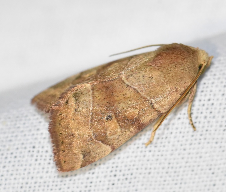 Cosmia trapezina - közönséges lombbagoly