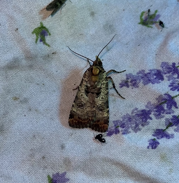 Epilecta linogrisea - karcsú sárgafűbagoly