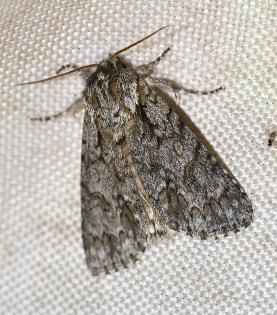 Acronicta auricoma - aranyos szigonyosbagoly