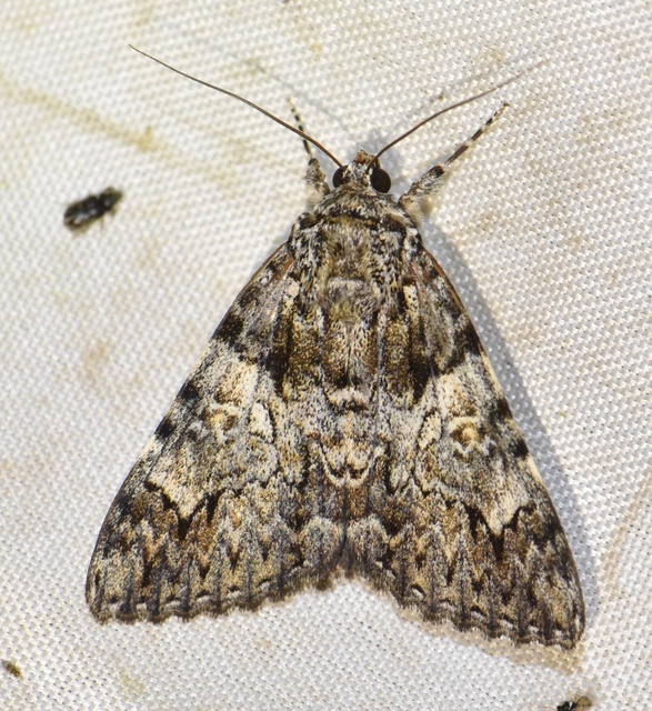 Catocala promissa - kis tölgyfa-övesbagoly