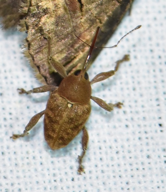 Curculio glandium - tölgymakkzsuzsóka