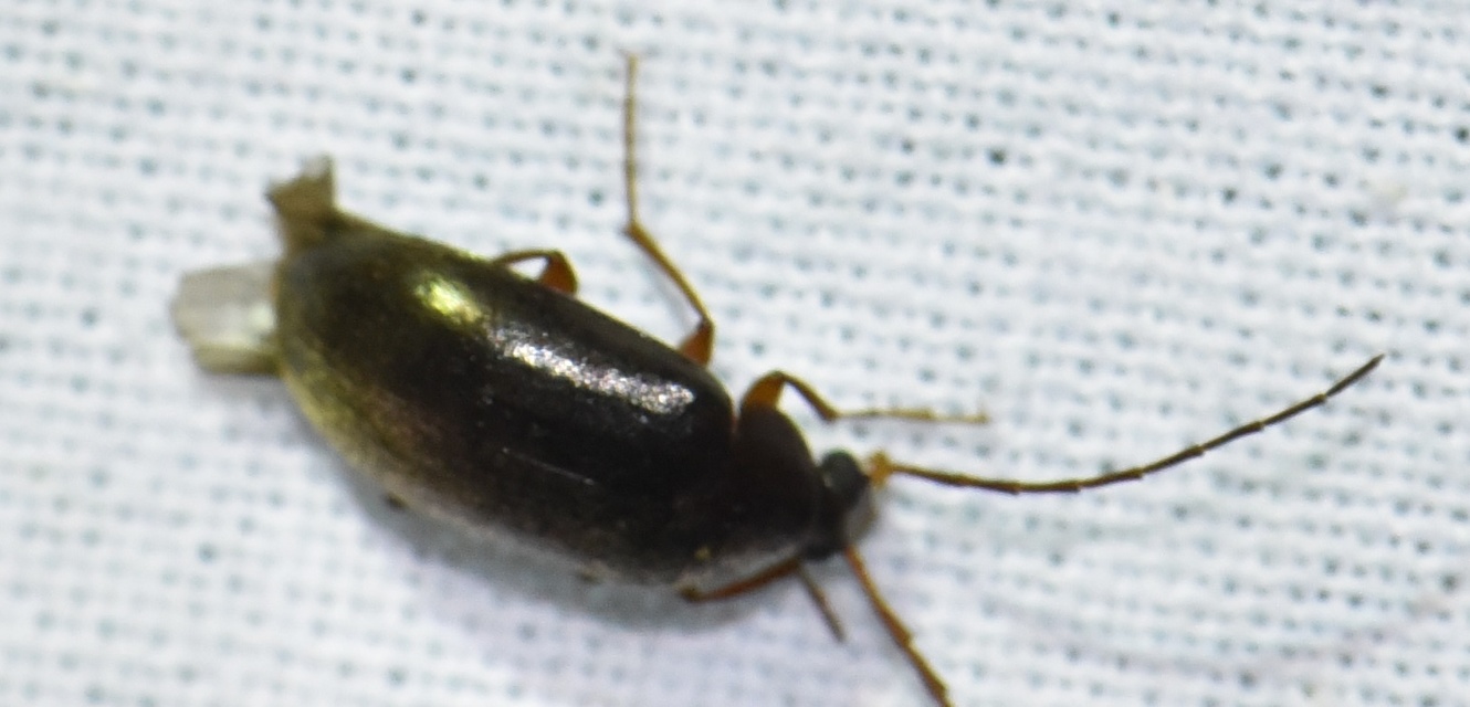 Hymenalia rufipes - rőtlábú alkonybogár