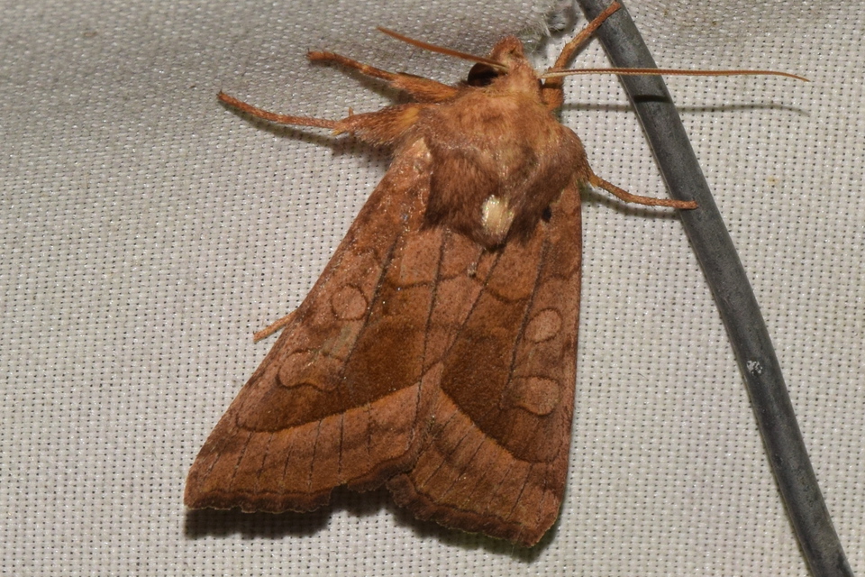 Hydraecia micacea - csillogó acsalapubagoly