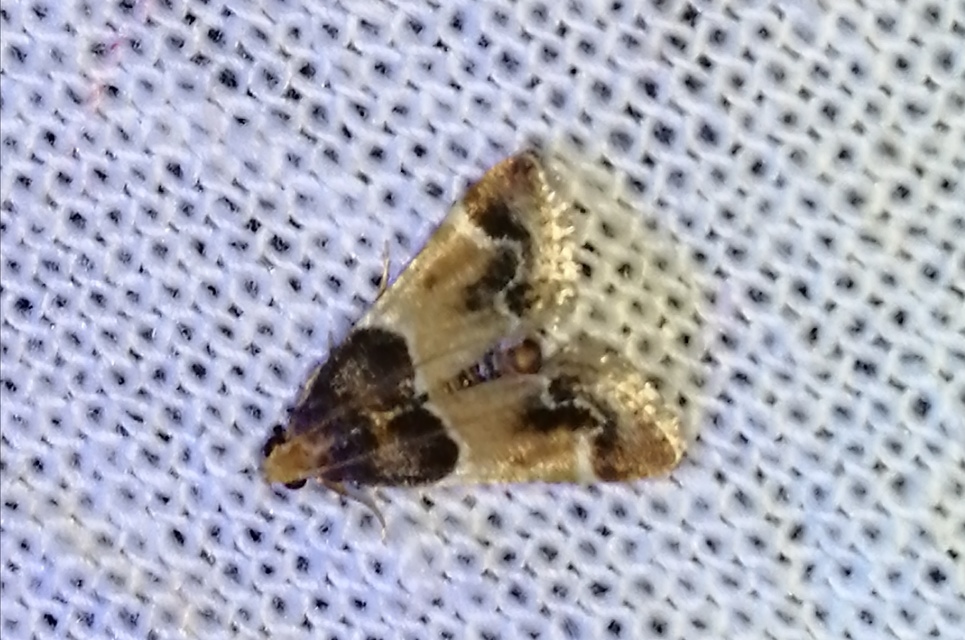 Pyralis farinalis - lisztilonca