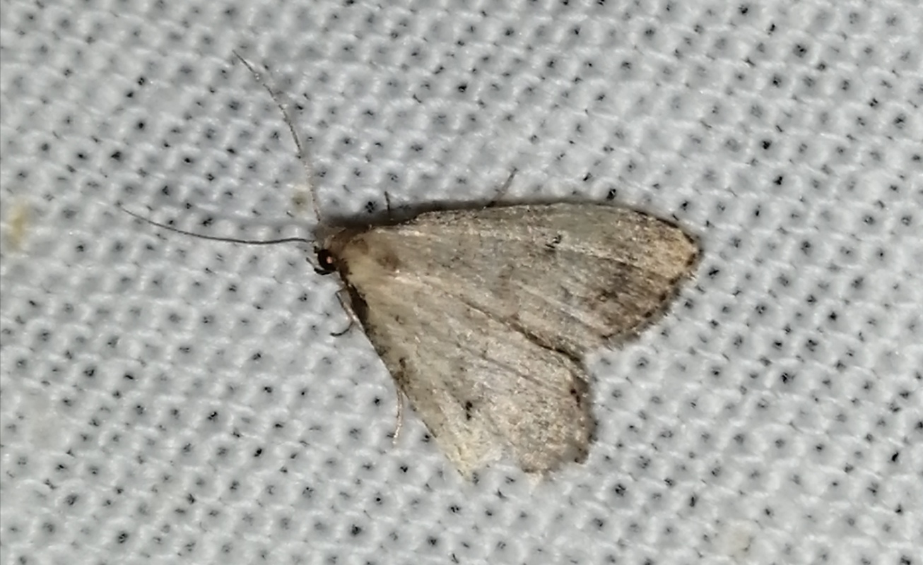 Hypenodes pannonica - pannon karcsúbagoly