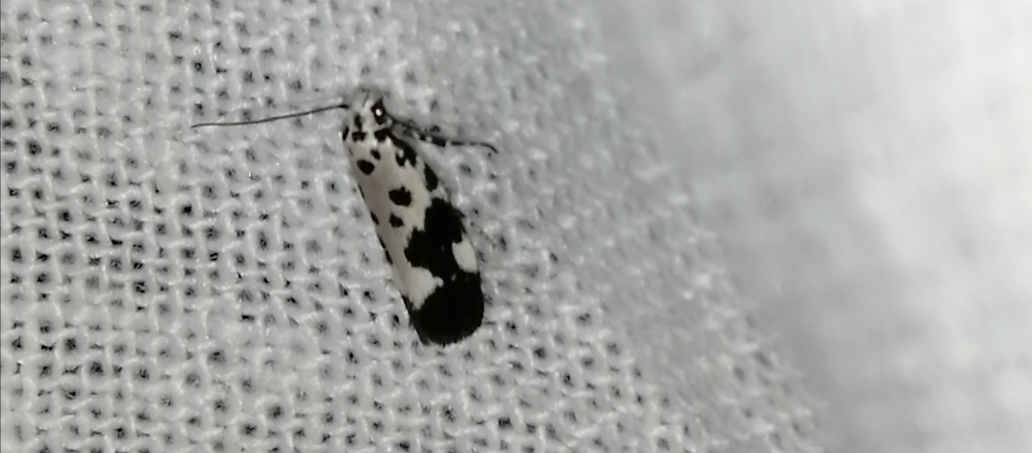 Ethmia quadrillella - gyászos feketemoly