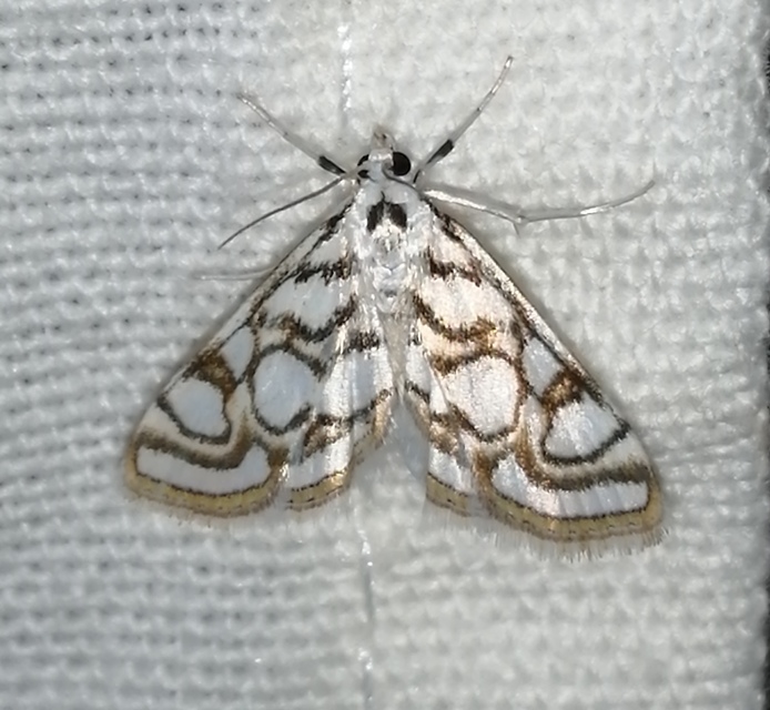 Nymphula nitidulata - díszes vízimoly