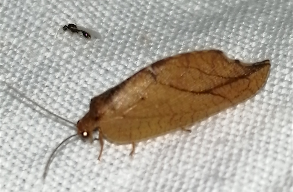 Drepanepteryx phalaenoides
