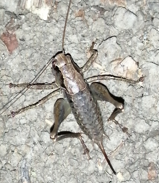 Pholidoptera griseoaptera - szürke avarszöcske