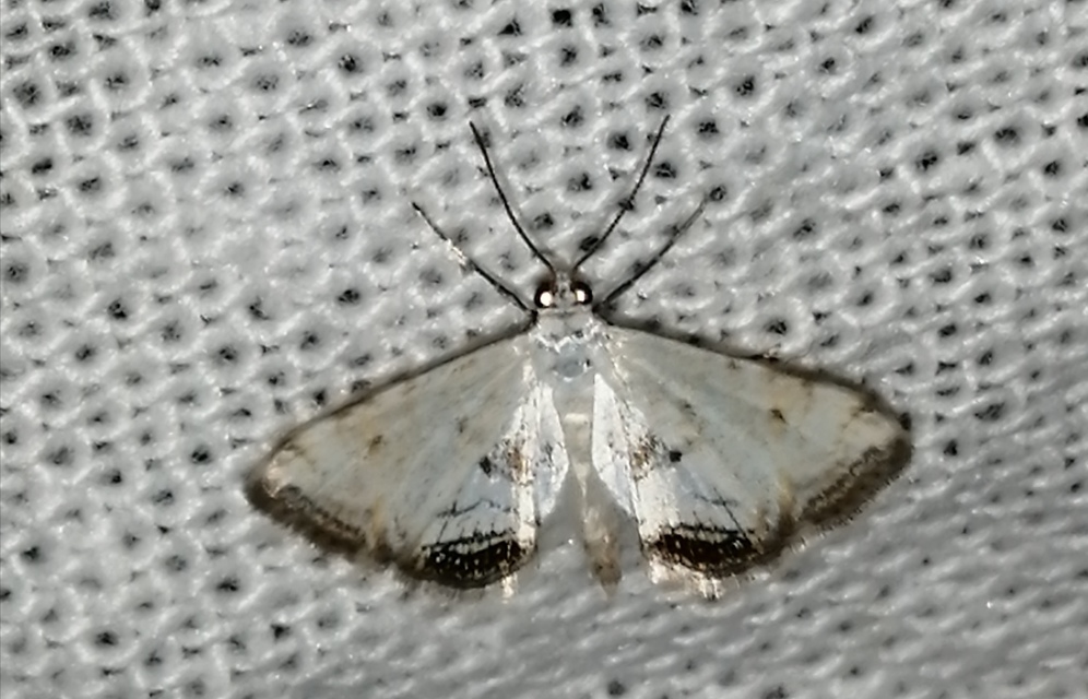 Cataclysta lemnata - békalencsemoly