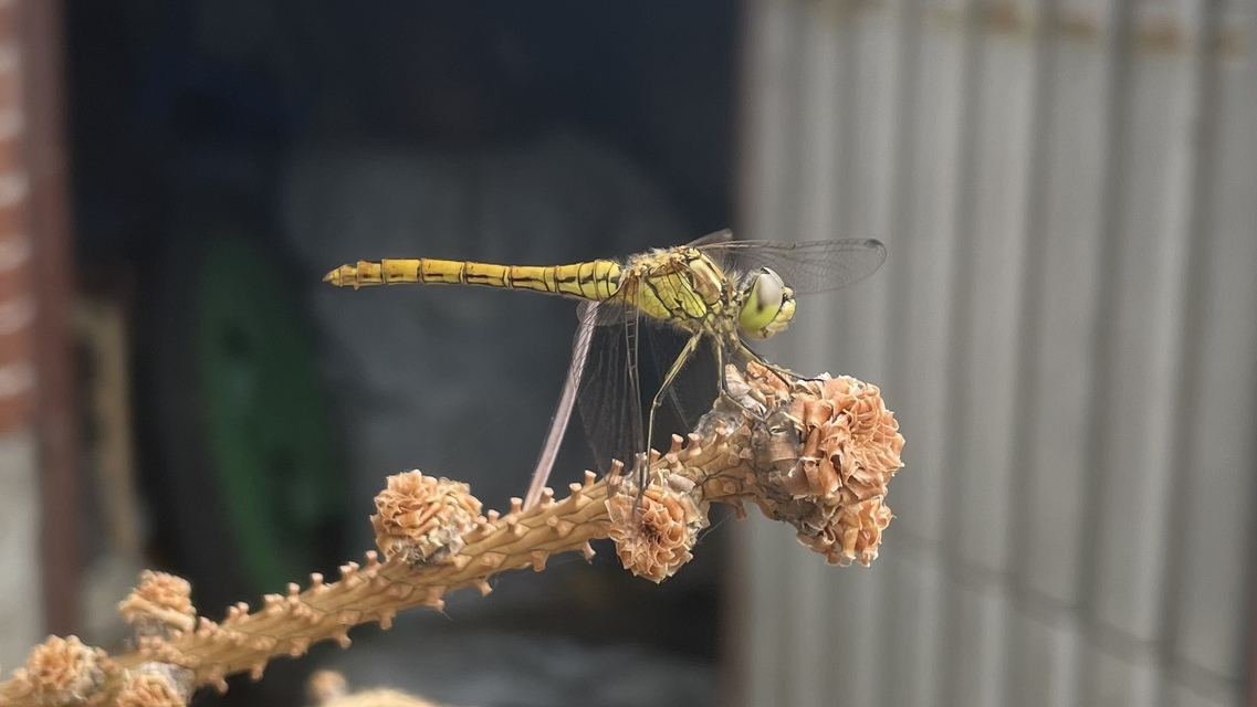 Sympetrum vulgatum - barkós katona-szitakötő