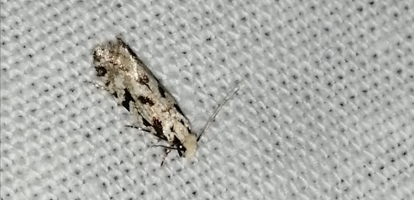 Nemapogon