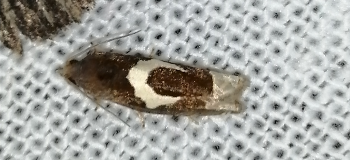 Epiblema foenella - kampósfoltú tükrösmoly
