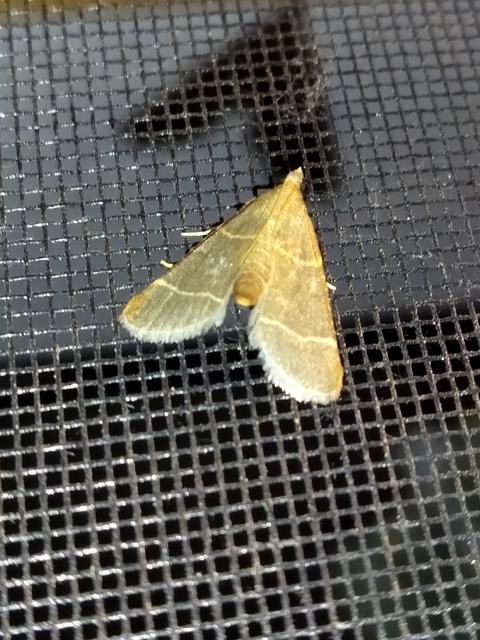 Hypsopygia glaucinalis - rezes fényilonca