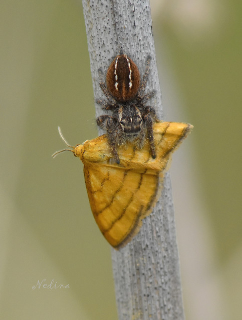 Idaea aureolaria - aranyos sávosaraszoló