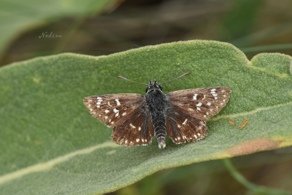 Spialia orbifer - törpe busalepke