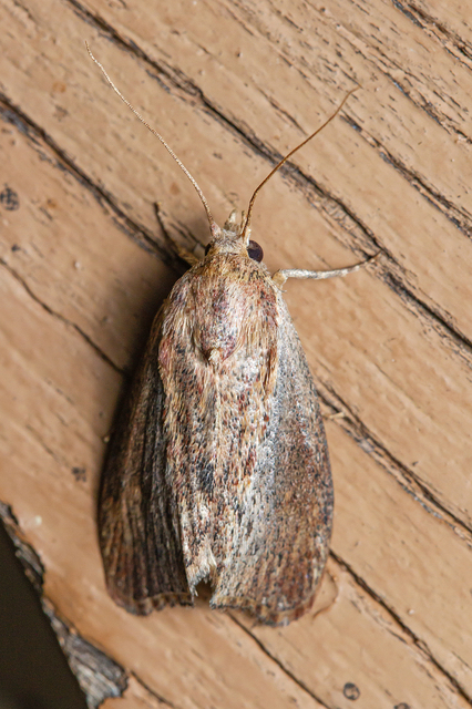 Galleria mellonella - nagy viaszmoly