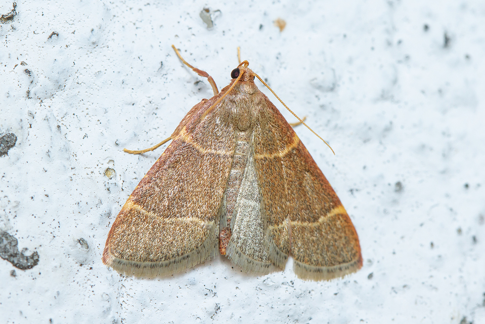 Hypsopygia glaucinalis - rezes fényilonca