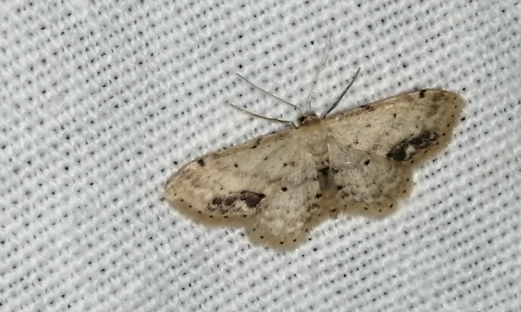 Idaea dimidiata - gyakori apróaraszoló
