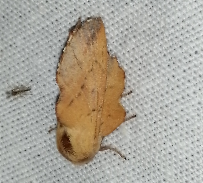 Phyllodesma tremulifolia - nyárlevélpohók
