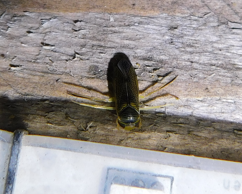Corixidae - búvárpoloskák Corixidae - búvárpoloskák