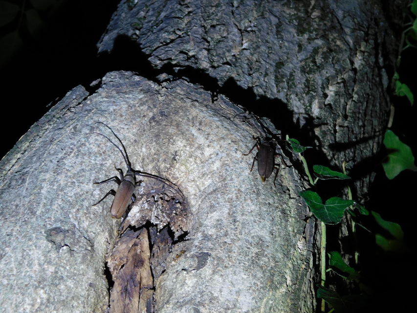 Aegosoma scabricorne - diófacincér