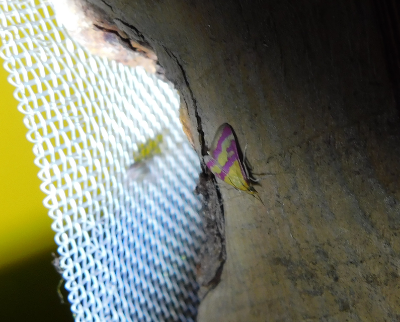 Pyrausta sanguinalis/virginalis