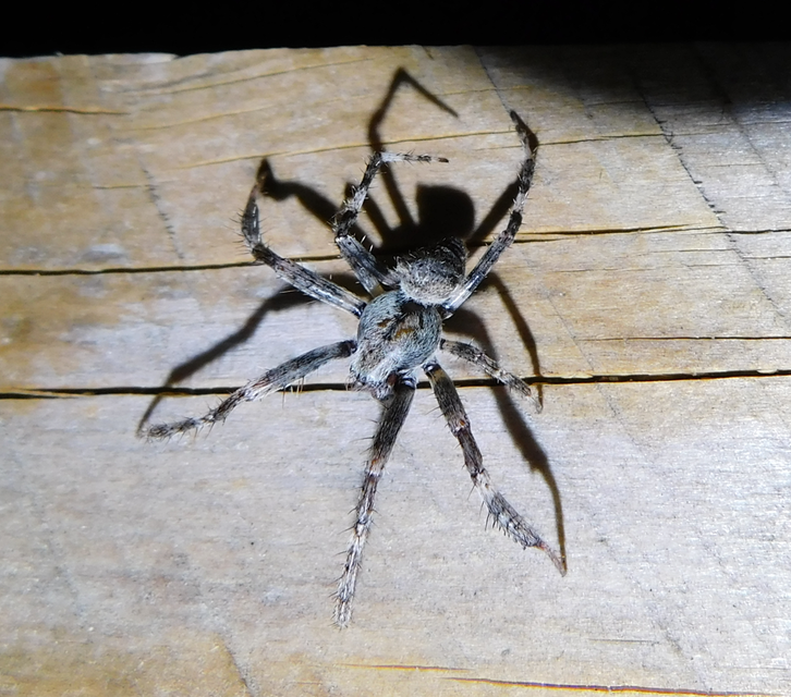Araneus circe/angulatus