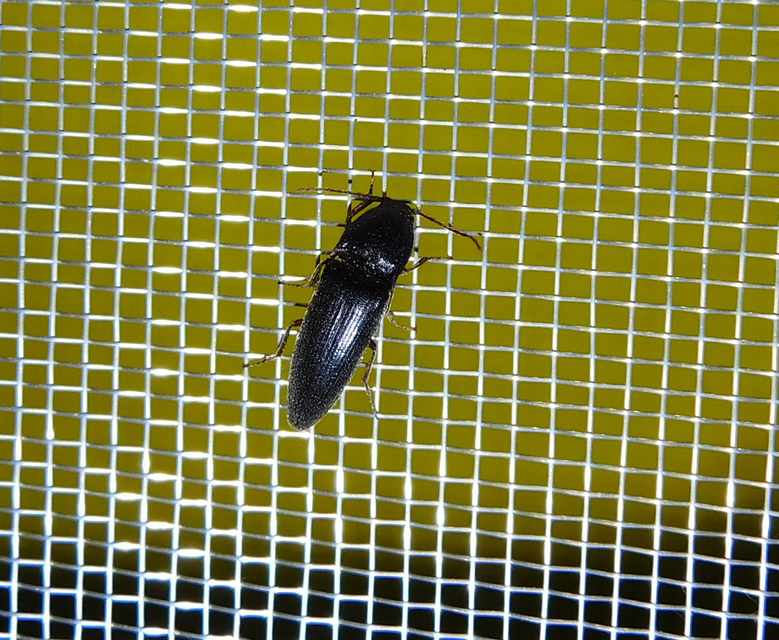 Melanotus