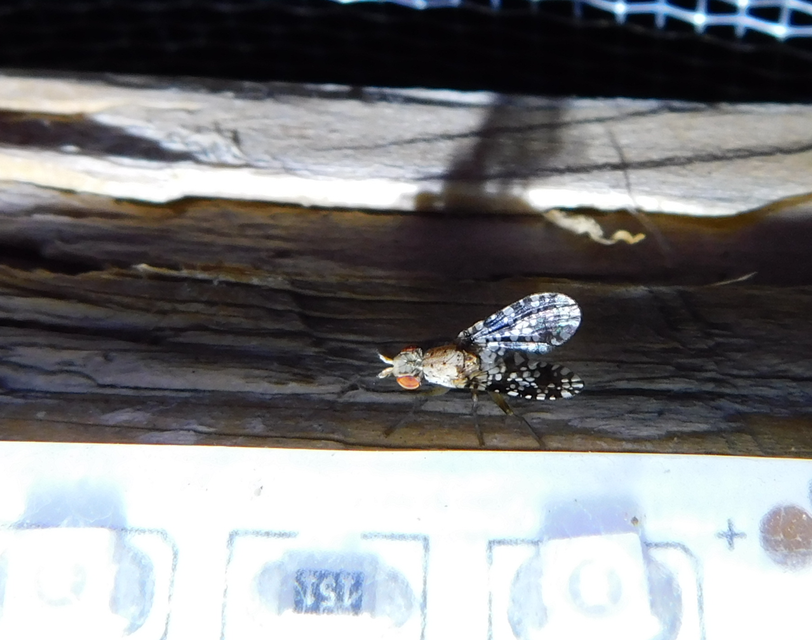 Trypetoptera punctulata - pirosszemű szarvaslégy