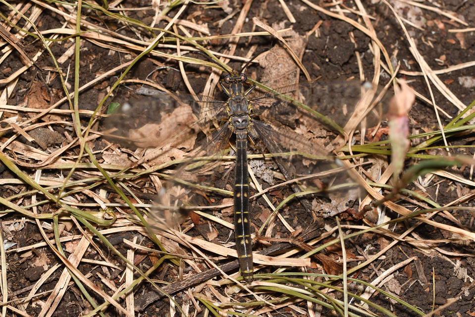 Distoleon tetragrammicus - négyfoltos hangyaleső