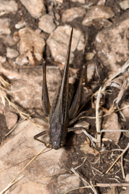 Platycleis grisea - szürke rétiszöcske