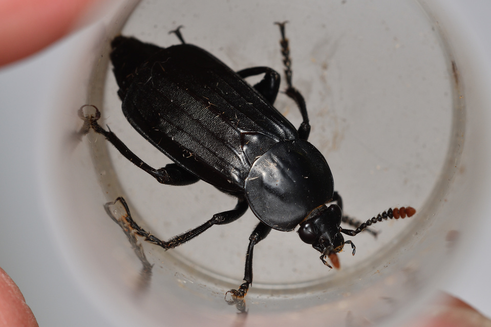 Necrodes littoralis - nagy dögbogár