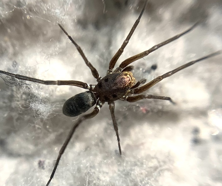 Micaria fulgens