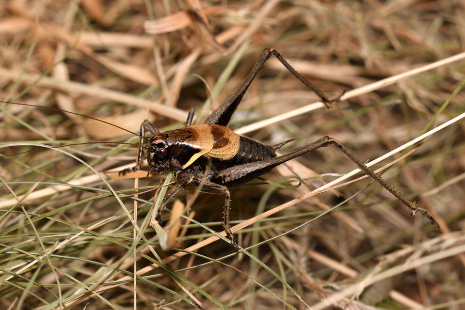 Pholidoptera aptera - nagy avarszöcske