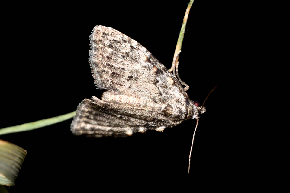 Meganola strigula - hamvas pamacsosszövő