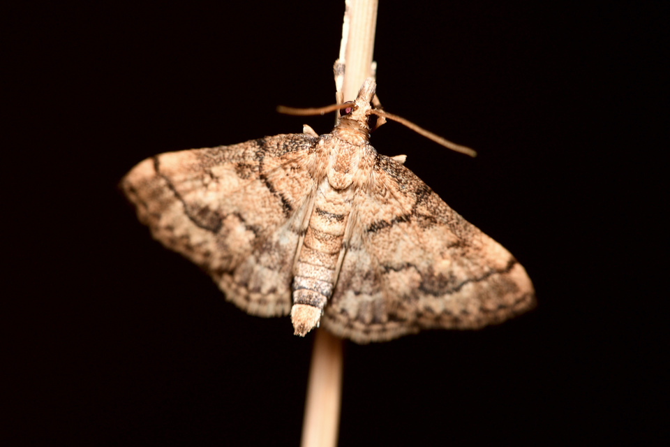 Metasia ophialis - kígyósávos tűzmoly