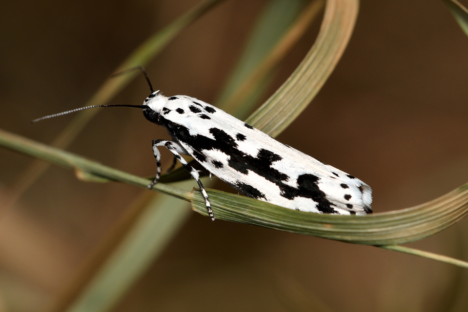 Ethmia pusiella - díszes feketemoly