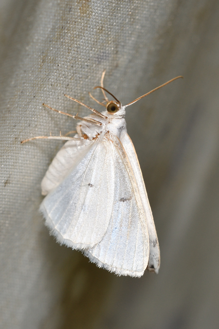 Lomographa temerata - foltos fehéraraszoló